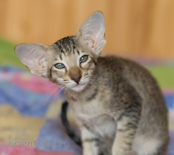 Гера 2,5 месяца