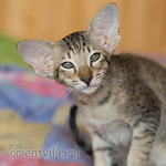 Гера 2,5 месяца