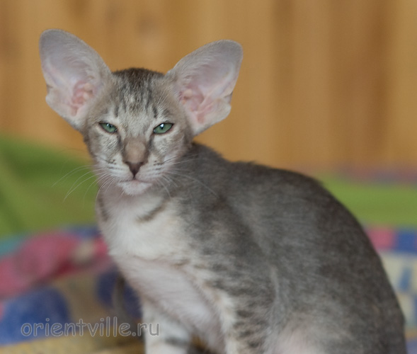 Бабочка 2,5 месяца