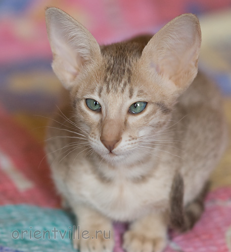 Люся 2,5 месяца