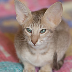 Люся 2,5 месяца