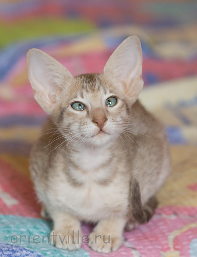 Люся 2,5 месяца