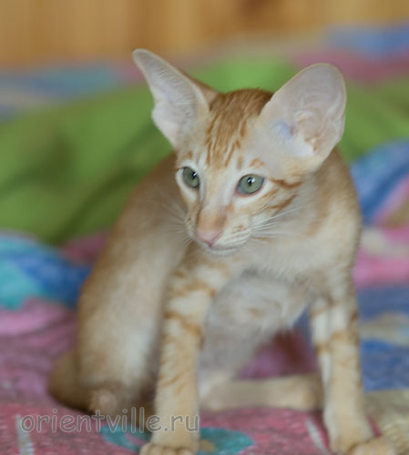 Хитюша, 2,5 месяца