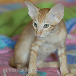 Хитюша, 2,5 месяца