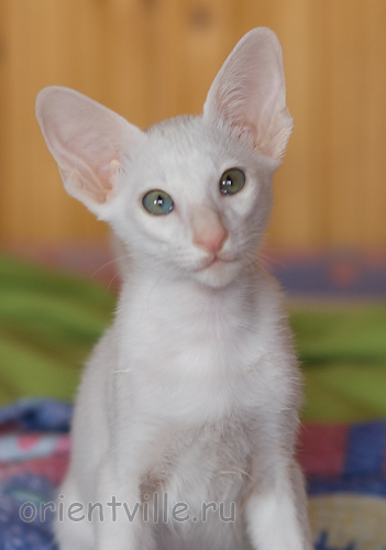 Hancock 2,5 месяца