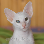 Hancock 2,5 месяца