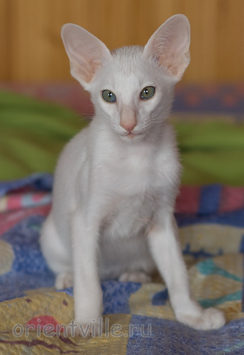 Hancock 2,5 месяца