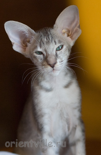 Бабочка 2,5 месяца