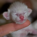 Orientville's Hitch 1 день