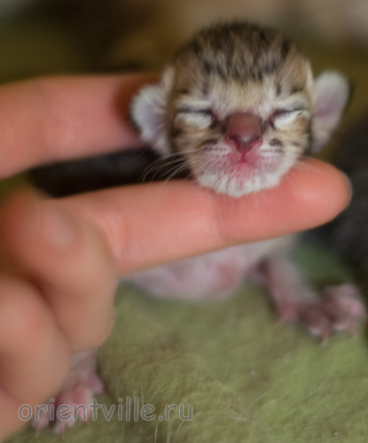 Orientville's Hermione Granger 1 день