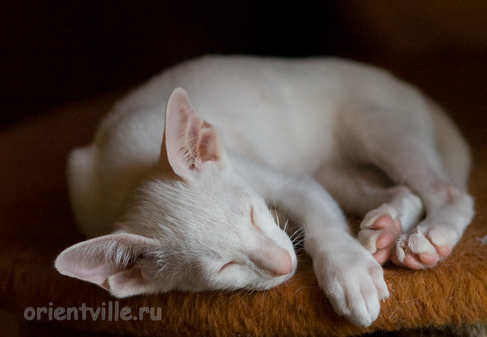 Hancock 2,5 месяца