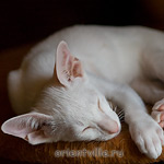 Hancock 2,5 месяца