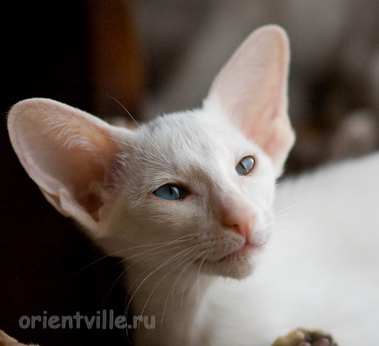 Гайка, 2,5 месяца