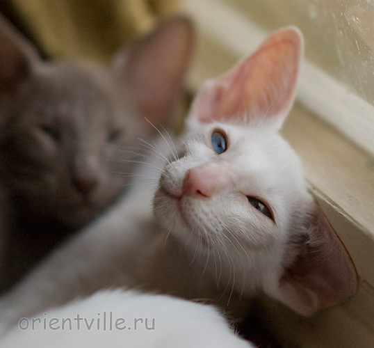 Hitch 2,5 месяца