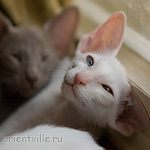 Hitch 2,5 месяца