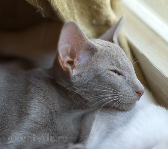 Лис 2,5 месяца