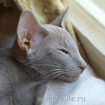 Лис 2,5 месяца