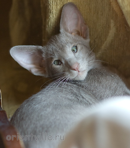 Лис 2,5 месяца