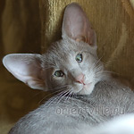 Лис 2,5 месяца