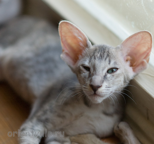 Бабочка 2,5 месяца