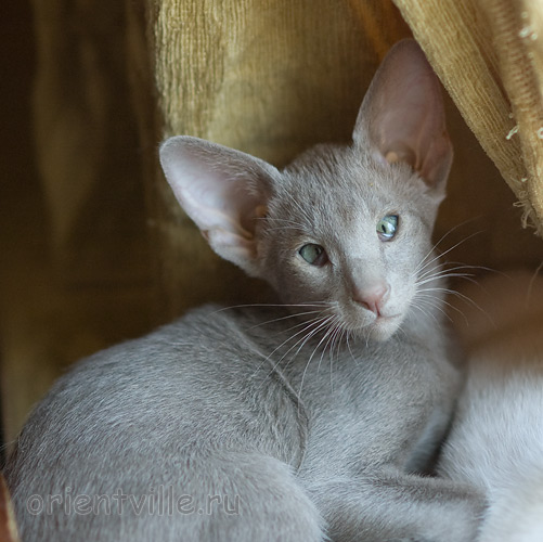 Лис 2,5 месяца