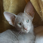 Лис 2,5 месяца