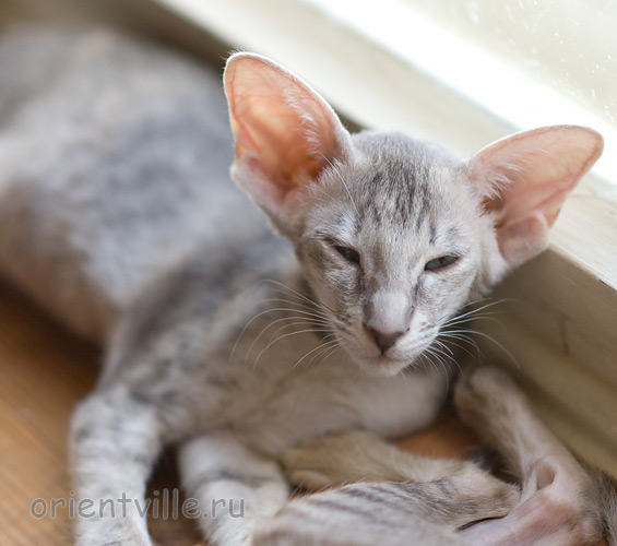 Бабочка 2,5 месяца