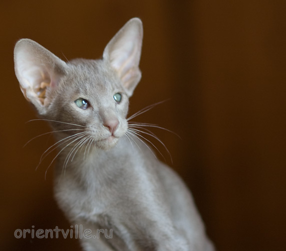 Лис 2,5 месяца