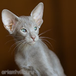 Лис 2,5 месяца