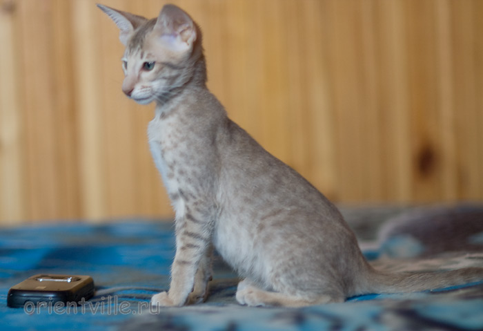 Люся 2,5 месяца