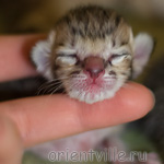 Orientville's Hermione Granger 1 день