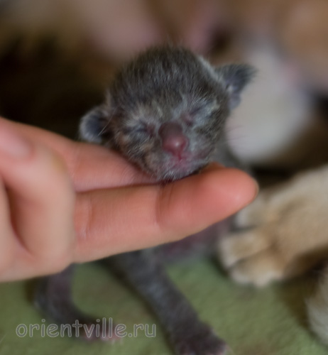 Orientville's Helen 1 день