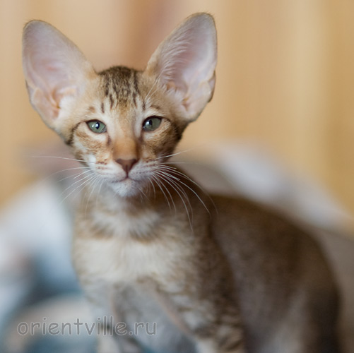 Инди 2,5 месяца