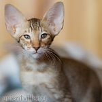 Инди 2,5 месяца