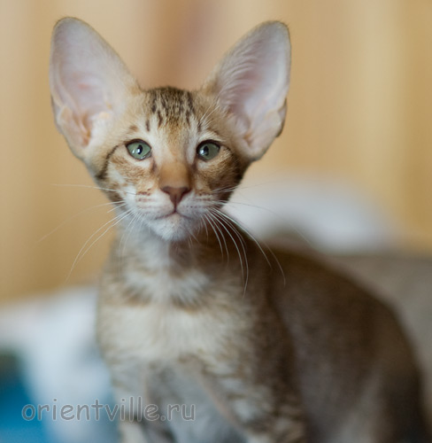 Инди 2,5 месяца