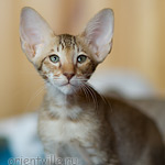 Инди 2,5 месяца