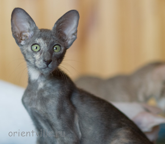 Helen 2,5 месяца