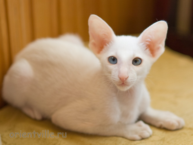 Hitch 2,5 месяца