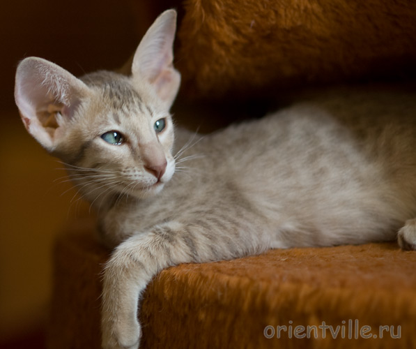 Люся 2,5 месяца