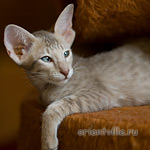 Люся 2,5 месяца