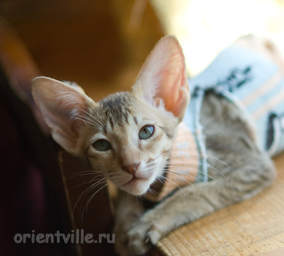 Пуговка, 2,5 месяца