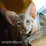 Пуговка, 2,5 месяца