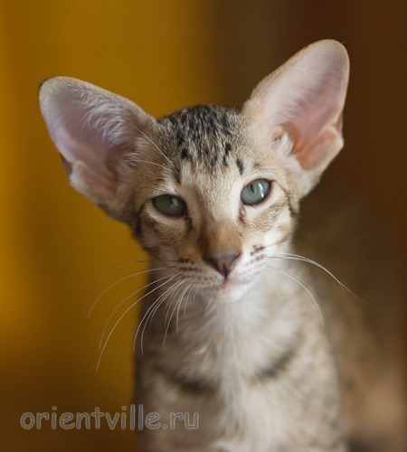 Гера 2,5 месяца