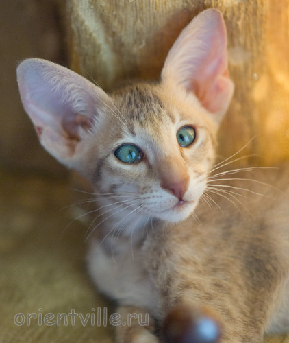 Люся 2,5 месяца