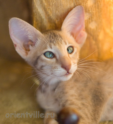 Люся 2,5 месяца