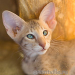 Люся 2,5 месяца