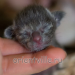 ориентальный котенок