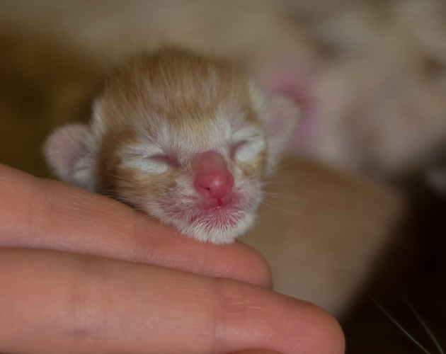 Orientville's Het Masteen 1 день