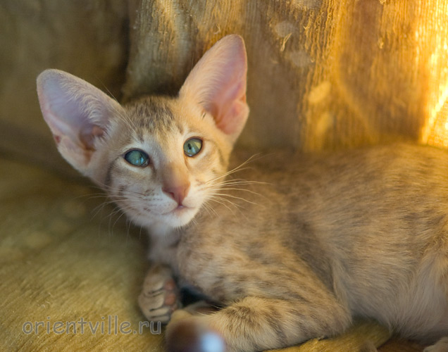 Люся 2,5 месяца