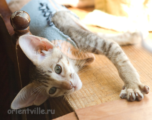 Пуговка, 2,5 месяца